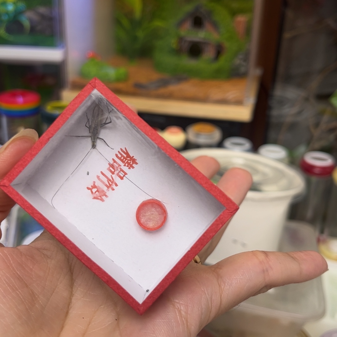 小***选紫竹1只拍拍拍拍拍拍