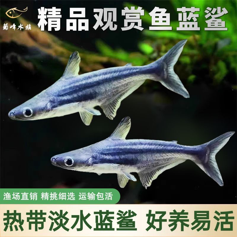 【家渔专属】精品蓝鲨热带淡水鲨鱼活体大型鱼龙鱼配鱼风水鱼