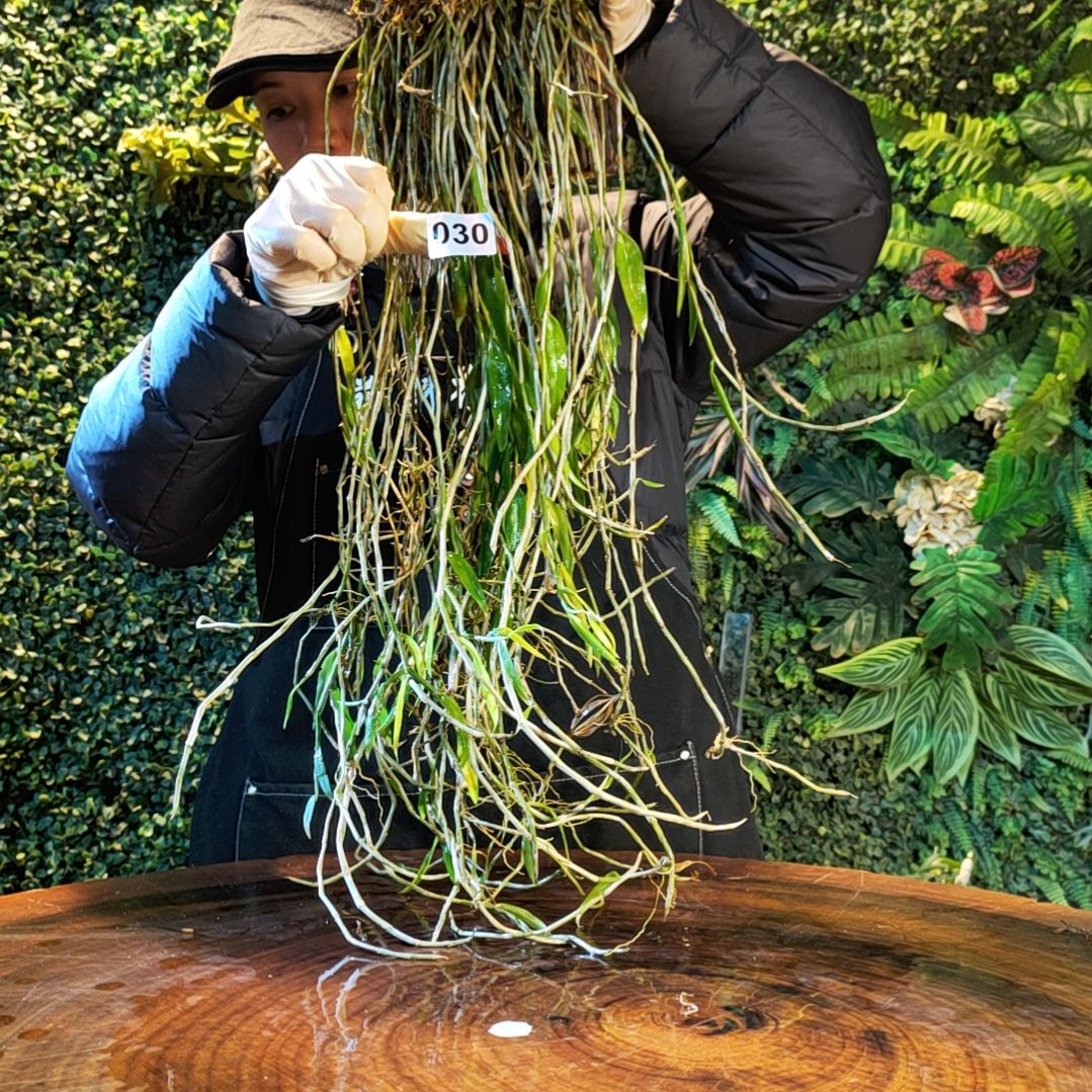 【闪购商品】30美花花花