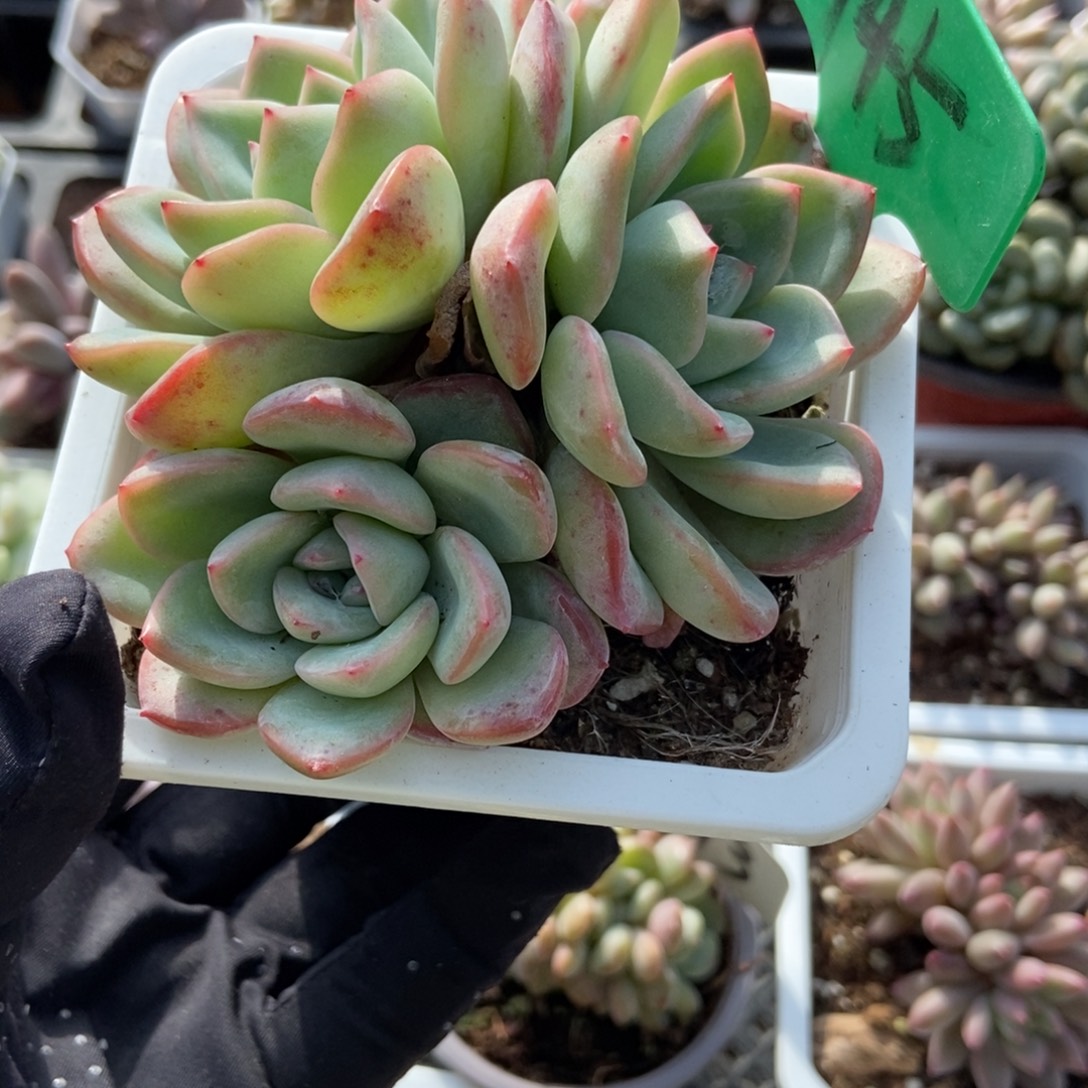 745泡芙多肉植物多肉