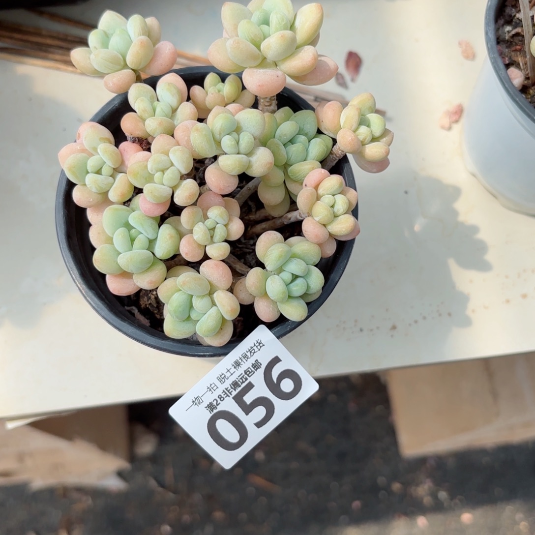奶白糖老桩无盆土发货