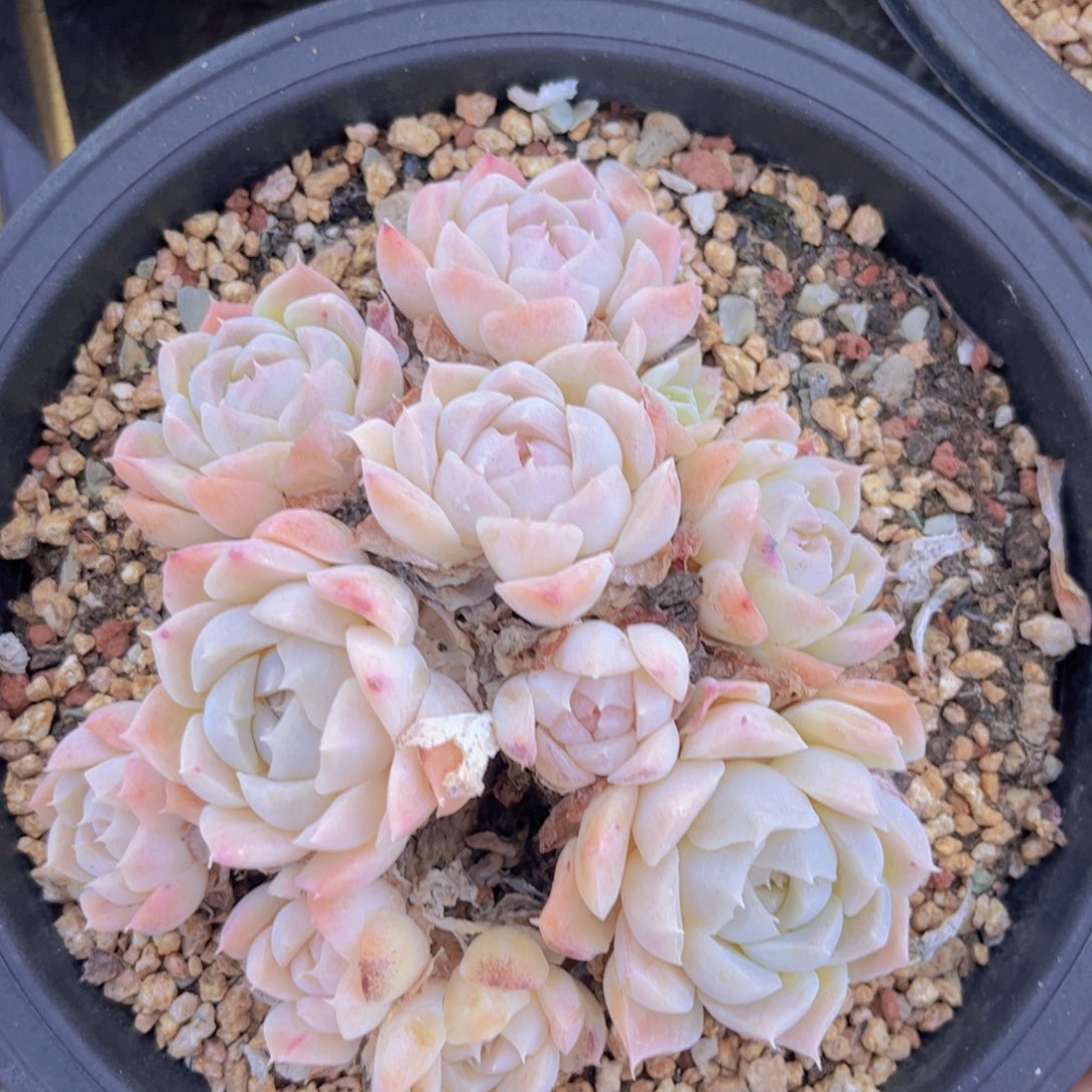 月影杂29129多肉植物