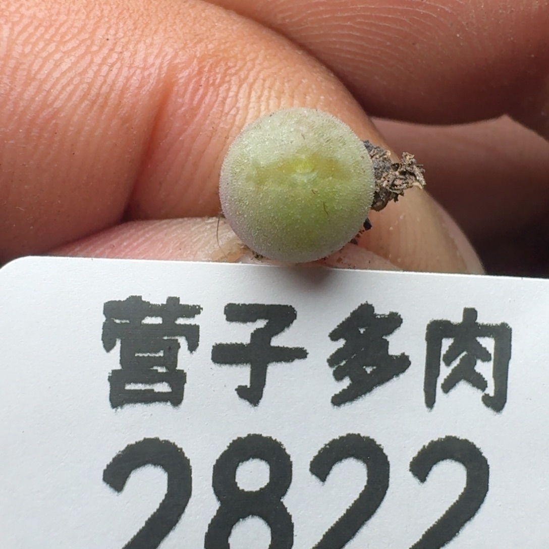 空蝉。                