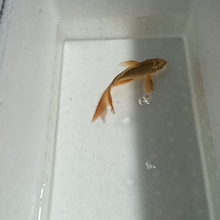 蝴蝶鲤15鱼厂福利一单包邮蝴蝶鲤