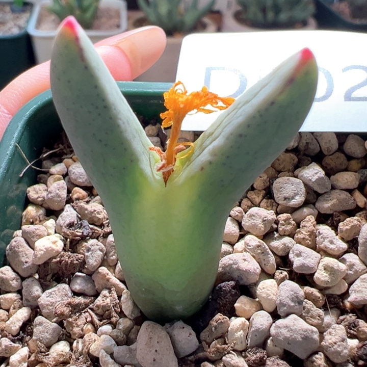 w502。优选ssg0136 皮卡丘苏克曼5年母本拆头