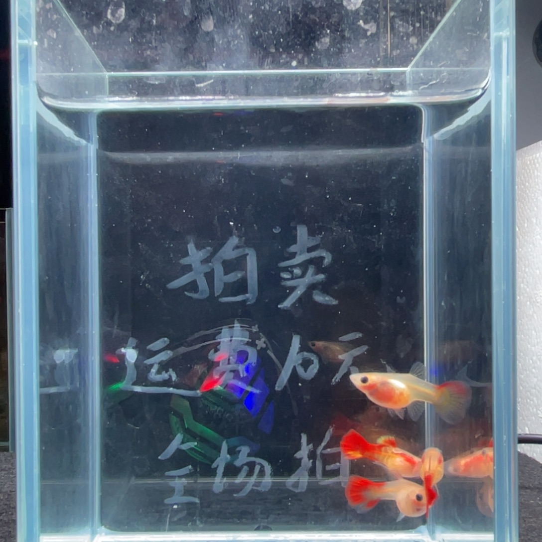 孔雀鱼琉璃红尾玻璃猫两对