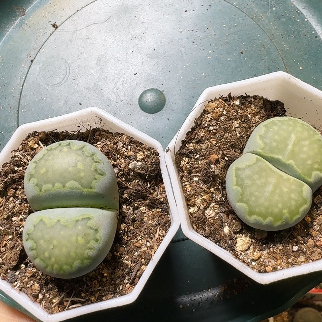 ****生石花111111。   239
