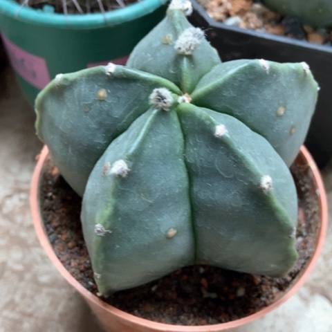 五角仙人球5米奇仙人球不脱不换