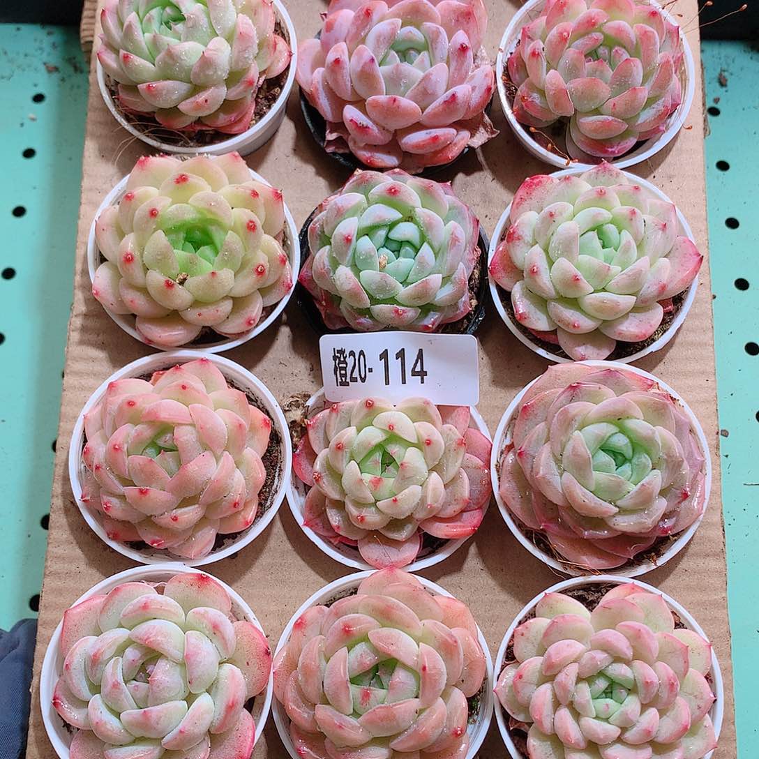 20-114一物一拍带盆18颗