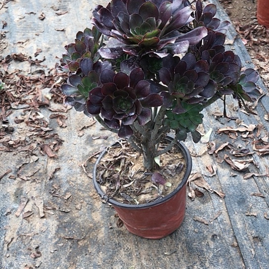 冰***橙圆叶玫瑰0000000033