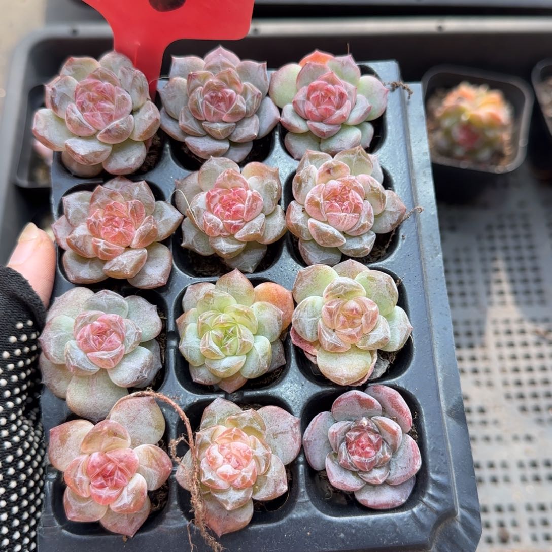 138下波福利特哈哈哈哈哈哈哈
