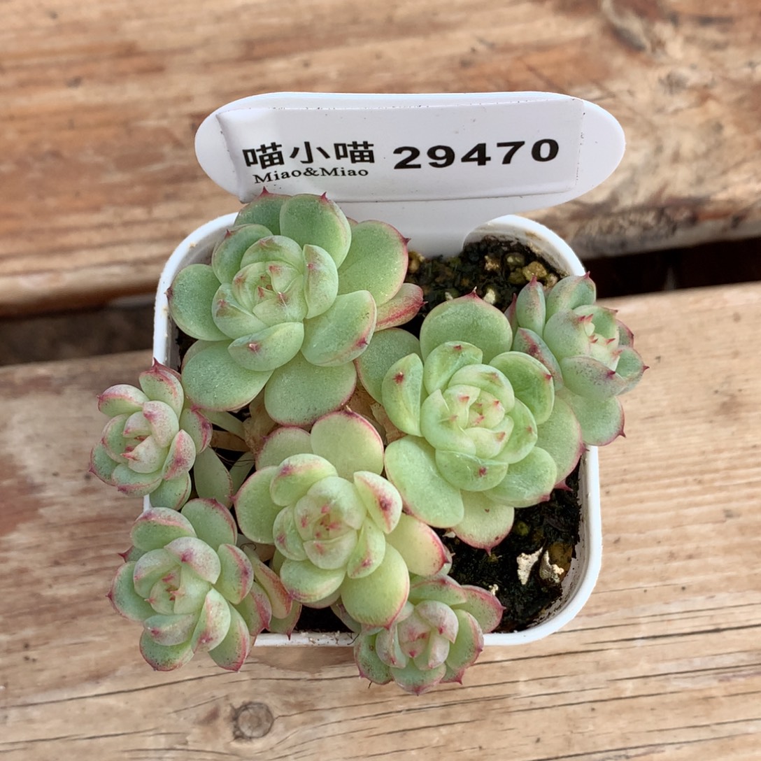 绵***）多肉植物杂交珍妮