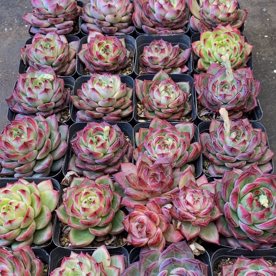 721多肉植物保护研究所所长