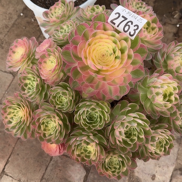 海王多肉植物2763