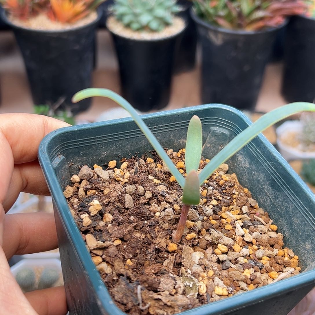 百岁兰实生带盆发货