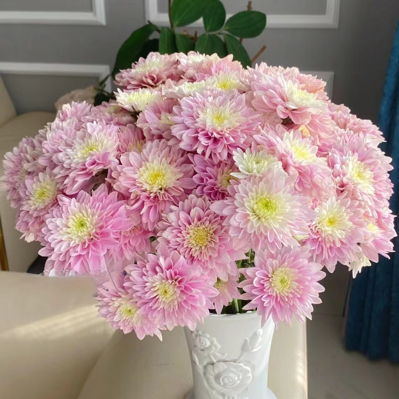 10枝粉神仙小雏菊【2单送配草3单送花瓶】