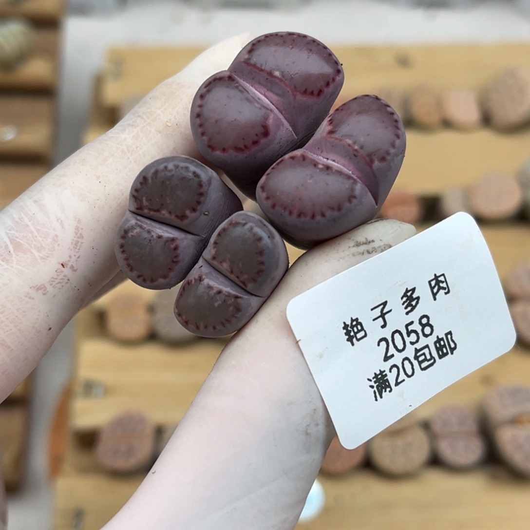 2058号一首两颗紫饼干