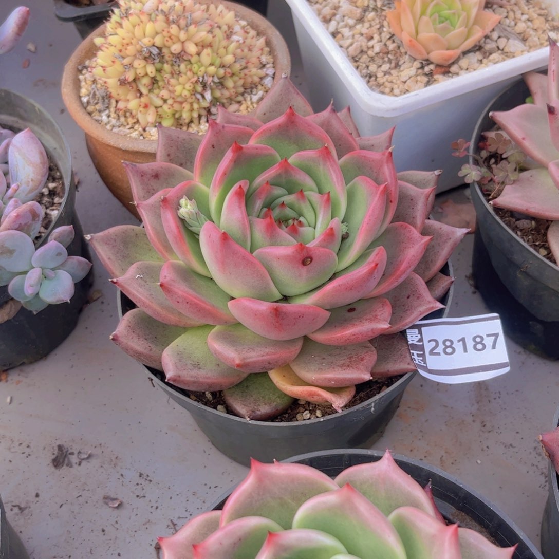 皮蛋多肉植物28187