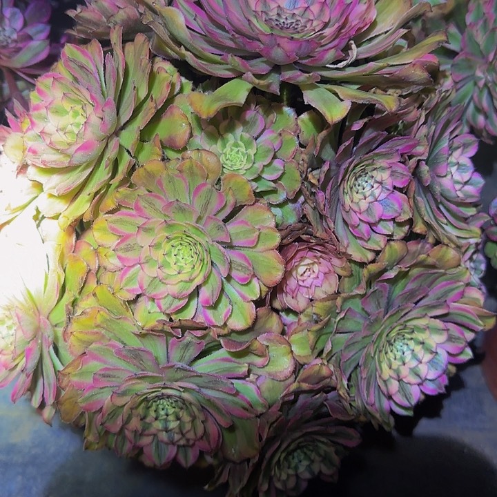 三**绳精品粉霞捧花开播福利77