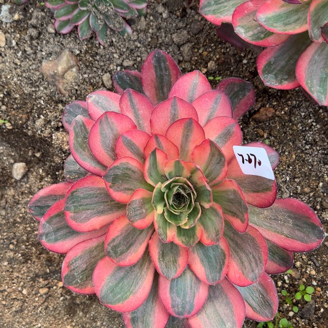 270纳福多肉植物