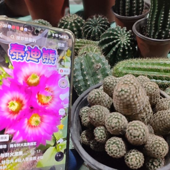 仙人球泰迪熊群带根带盆