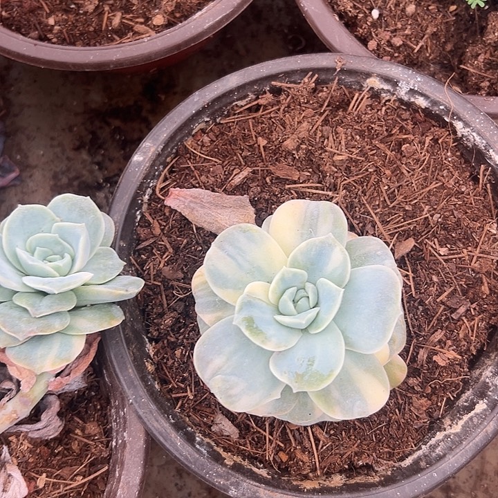 笔***缠多肉植物实物直播实物134 