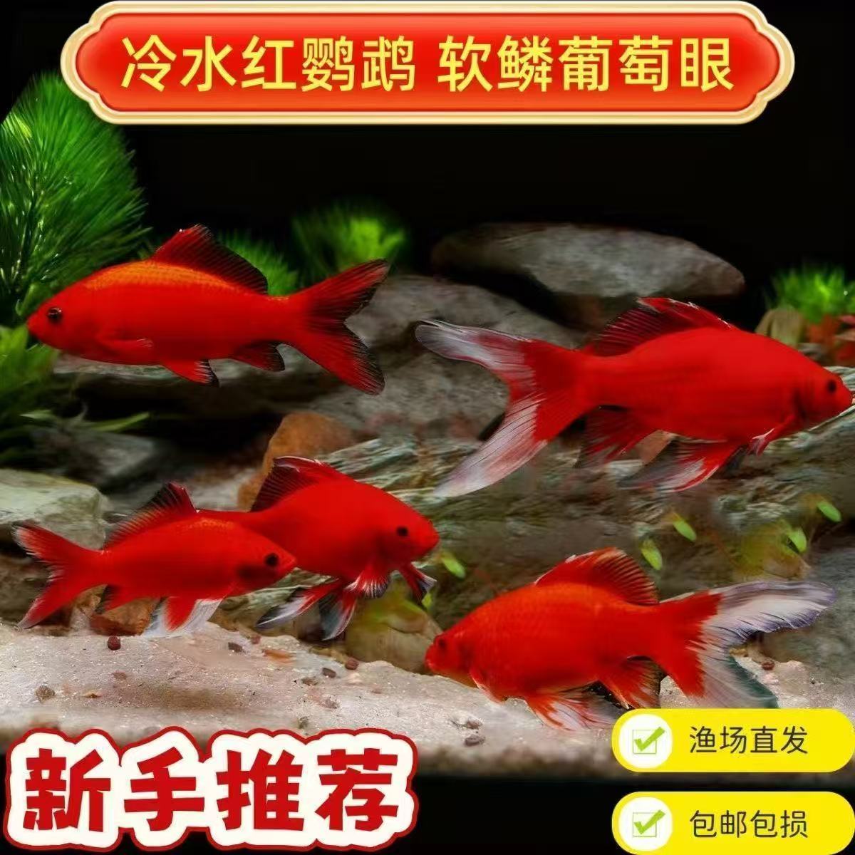【适合新手6-10厘米冷水鹦鹉10-40条】黑眼草金活体观赏鱼好养耐活