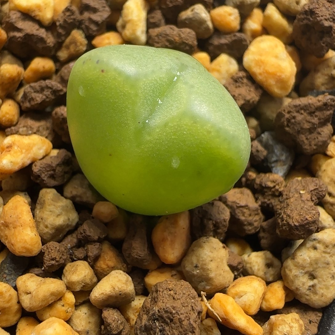 2.2号多肉杂交一颗48号