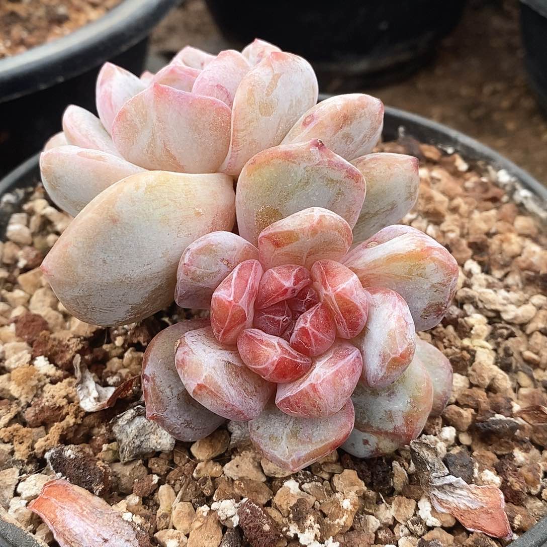 双头石化汤圆，12345688