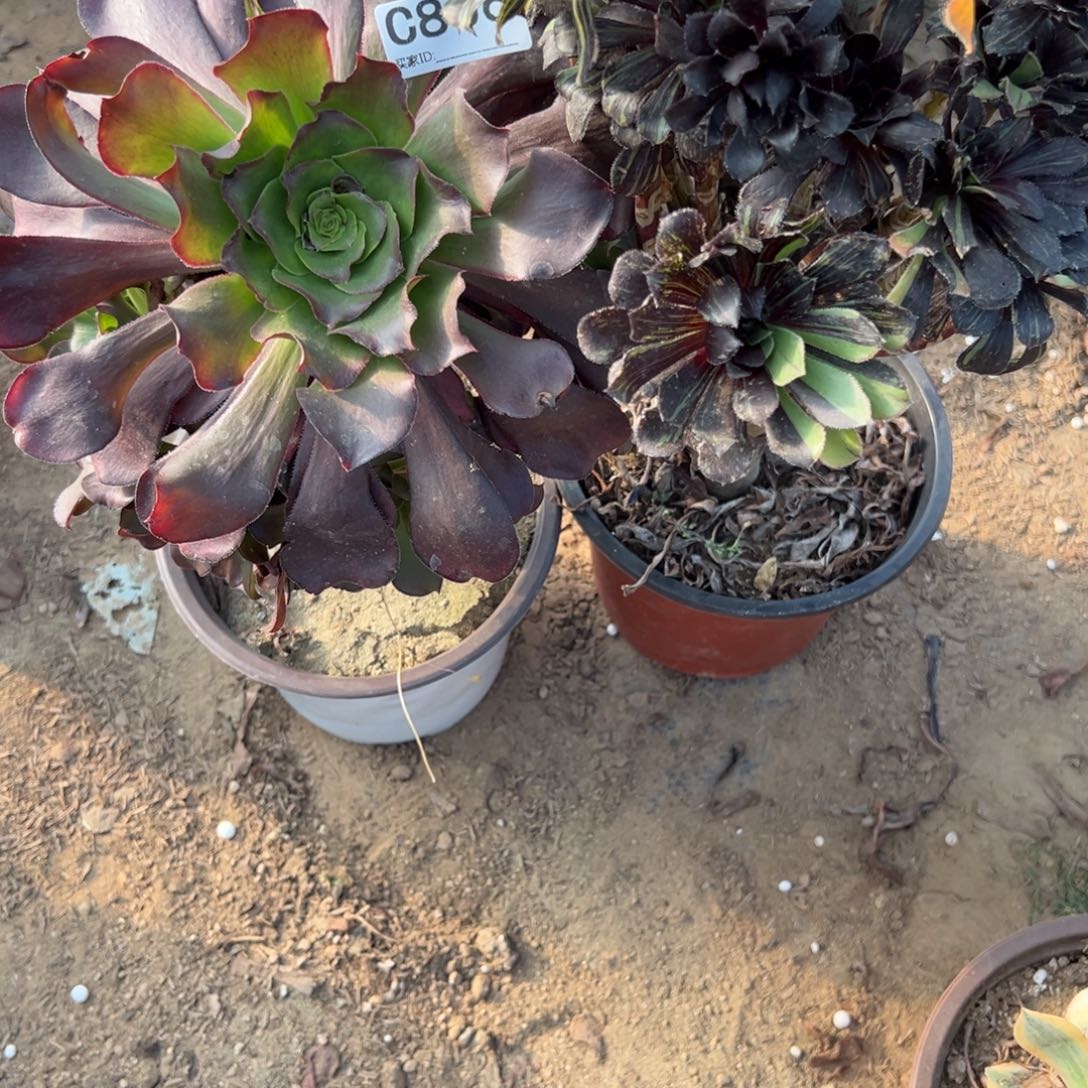 806两颗组合多肉植物法师多肉