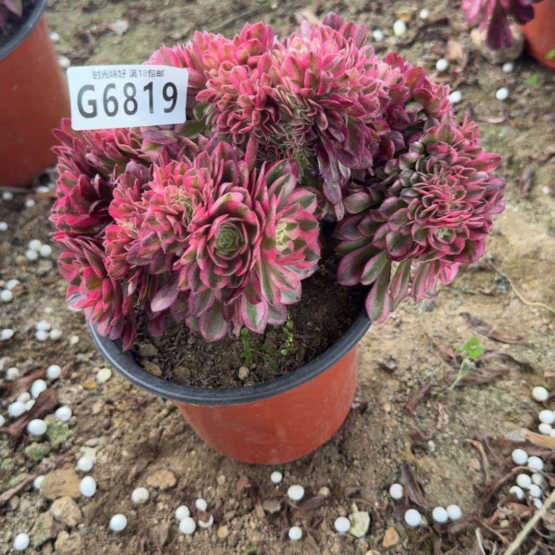 6819倾城缀化。多肉植物