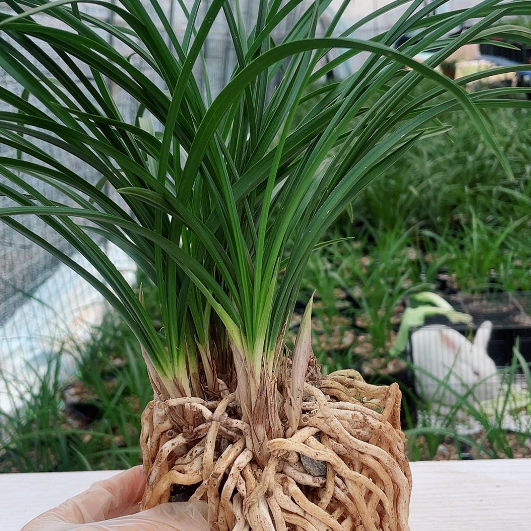 愚***夫完全开放兰花兰花