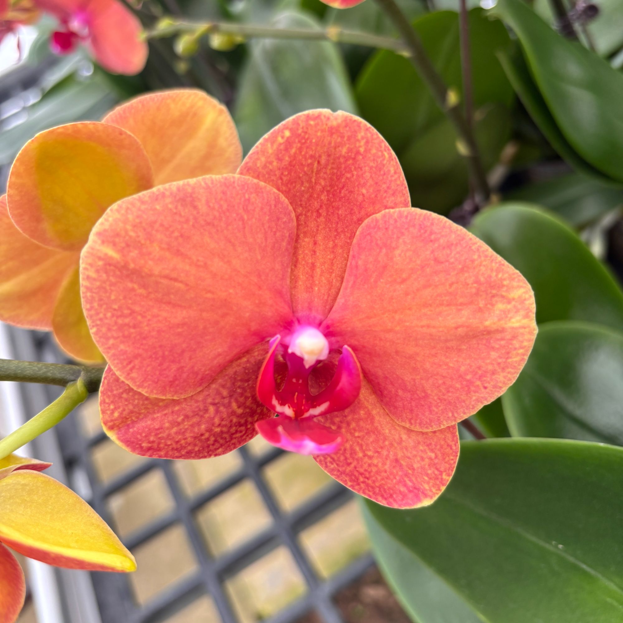 （悦顺优品）蝴蝶兰 金桔 花期长叶片自然开裂桌面花盆栽