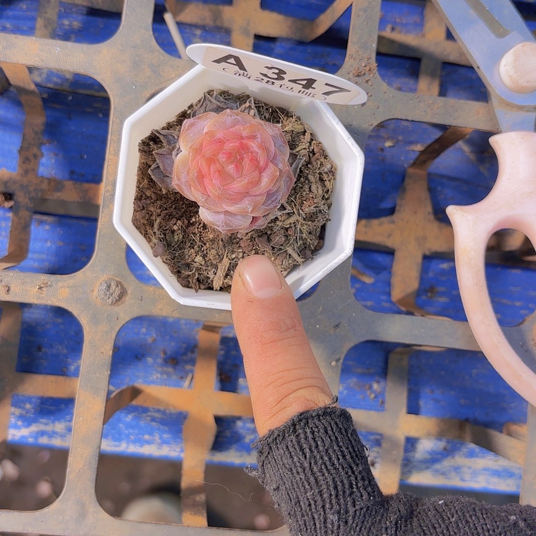 A347糖心一物一拍