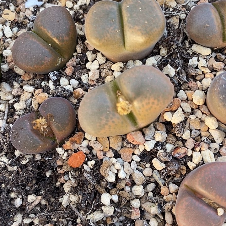 黑玫瑰风铃福利1颗