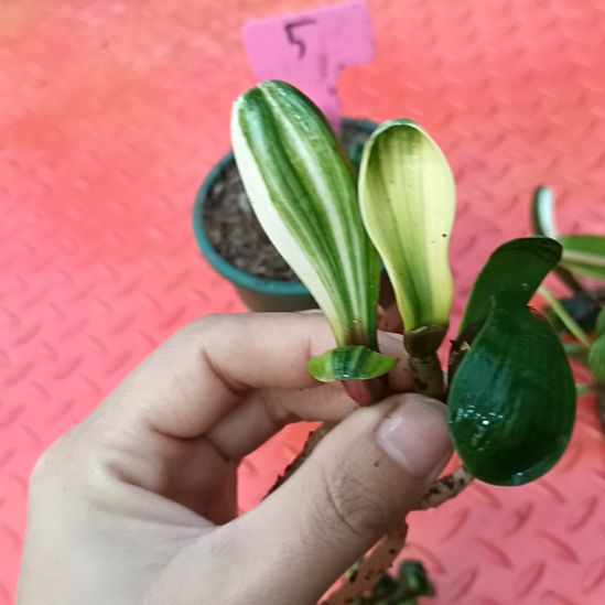 李*军特色花卉君子兰小苗