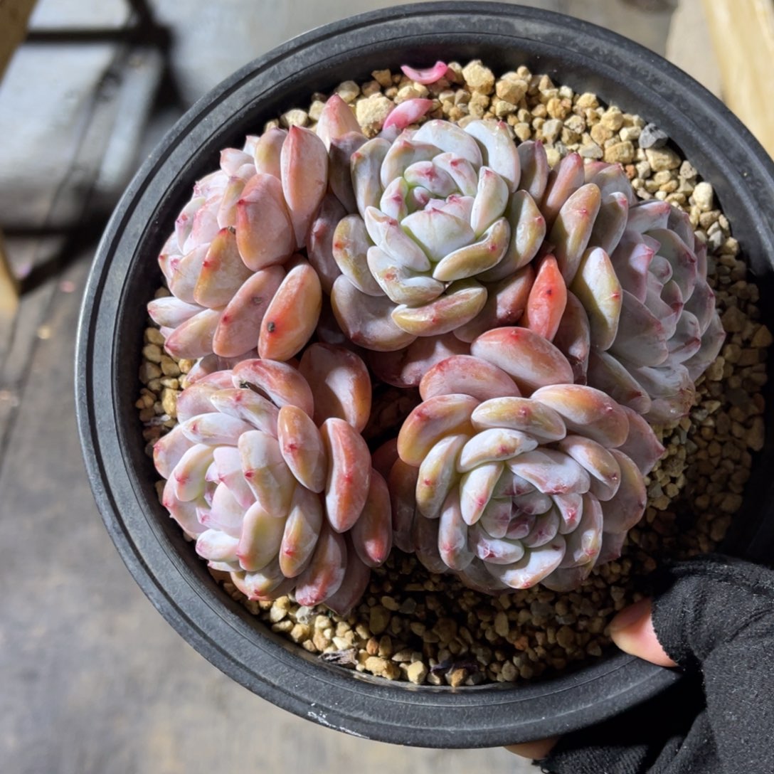 星影突尼斯有摘 一物一拍不支持退换