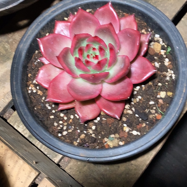 美肉特价活动开始啦