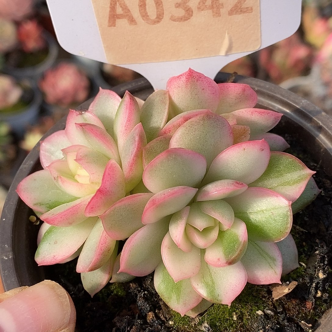 342玫瑰哈哈哈哈哈哈