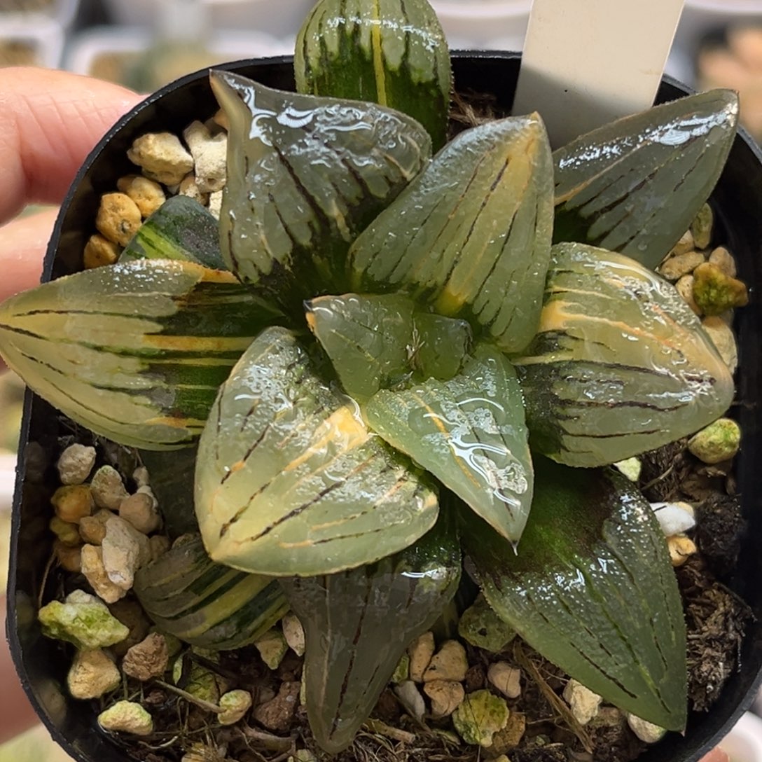 50巨大化红纹寿锦福利专场