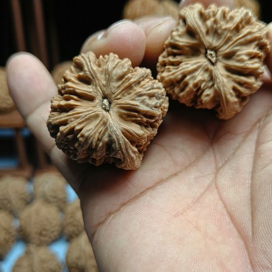 与***也完全开放南疆石核桃