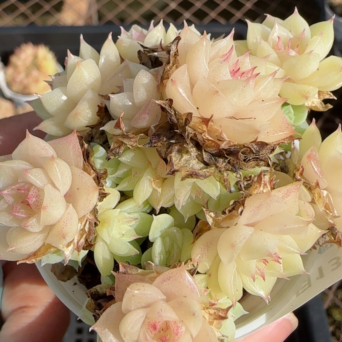 花语逸镜0113-314