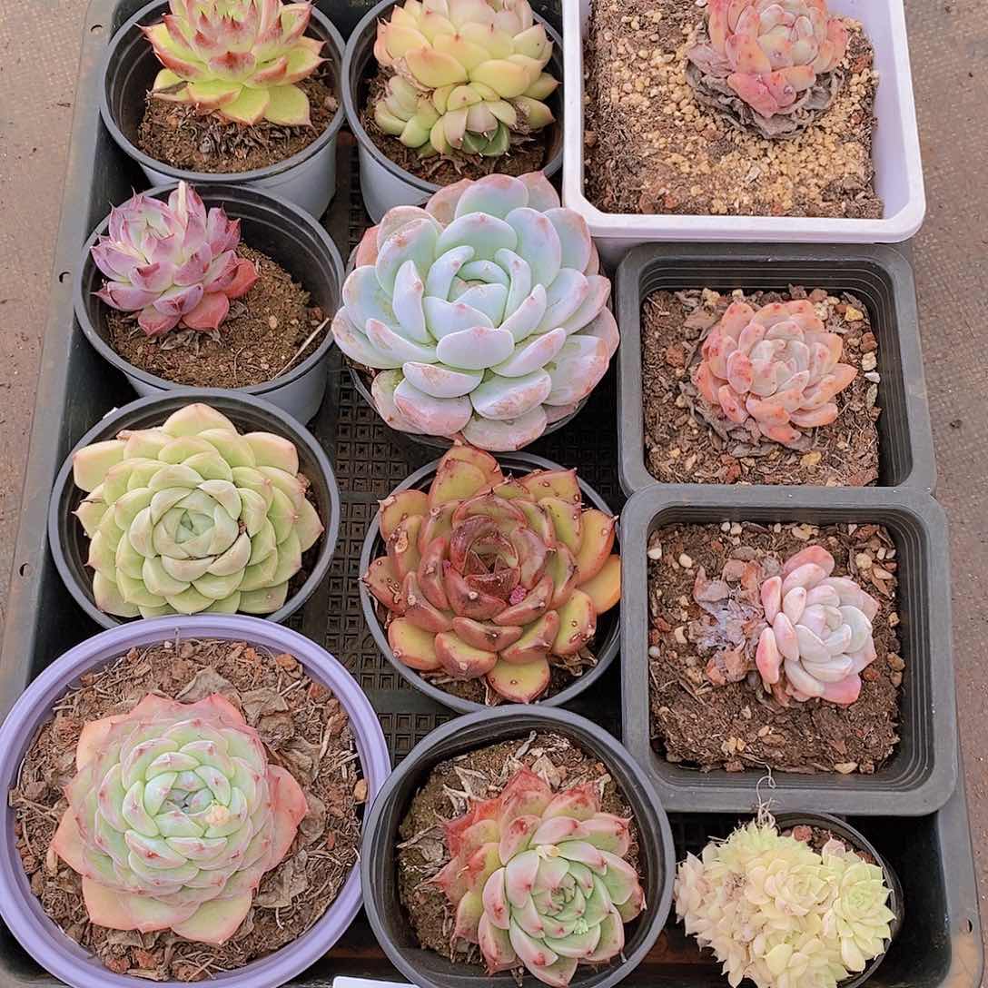 【闪购商品】云34号脱土发