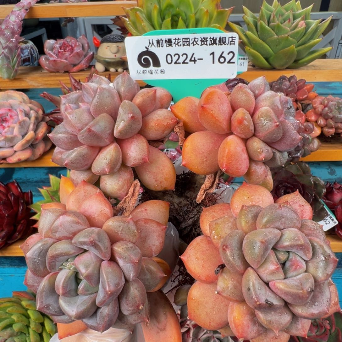 从前慢多肉精选编号0224.162