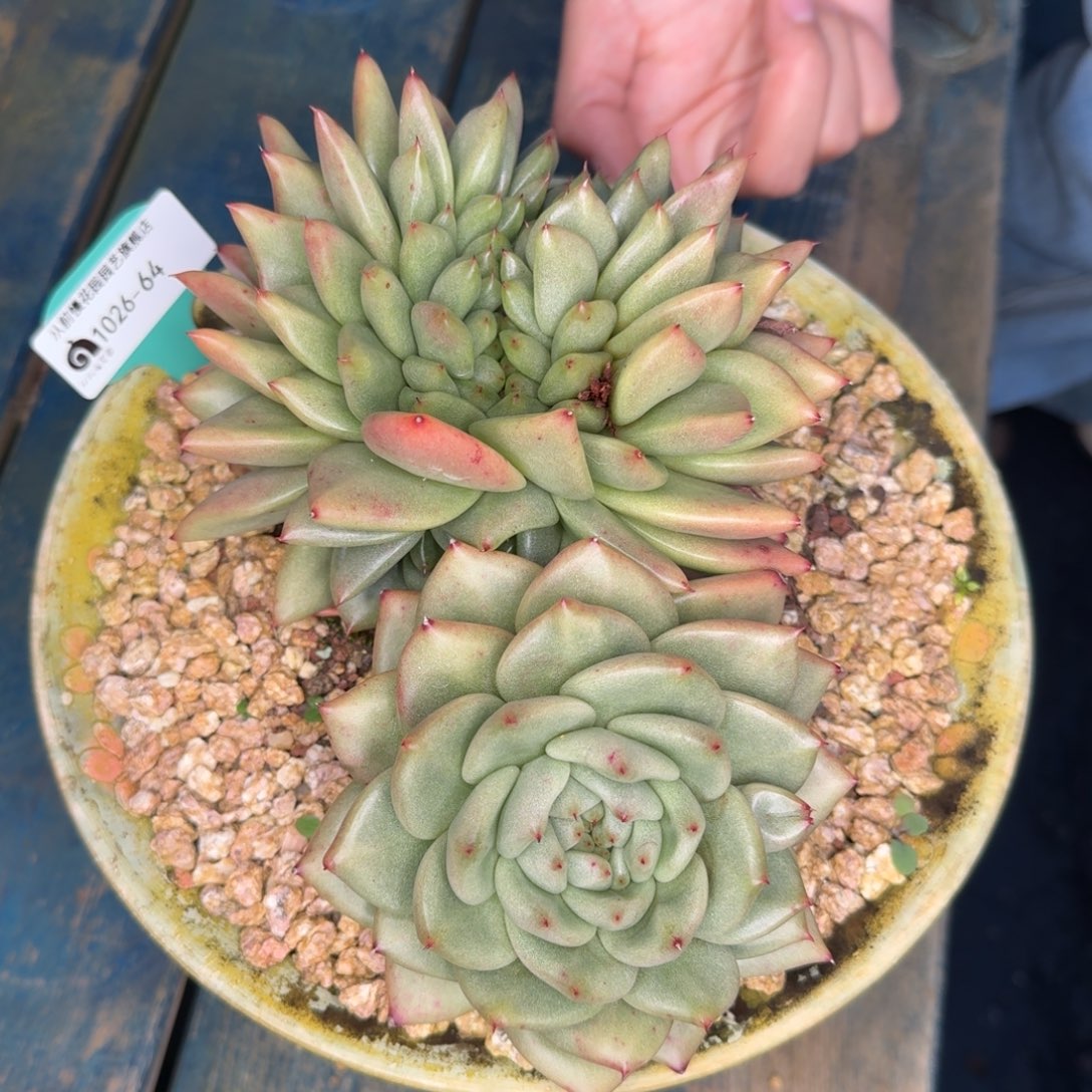 从前慢多肉精选编号1026.64
