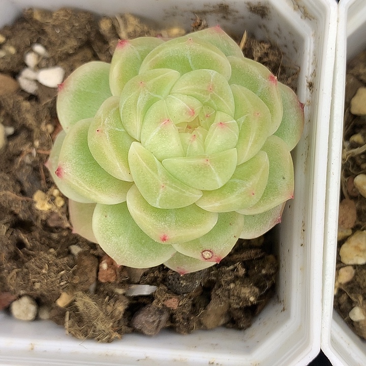 单头白子画111111