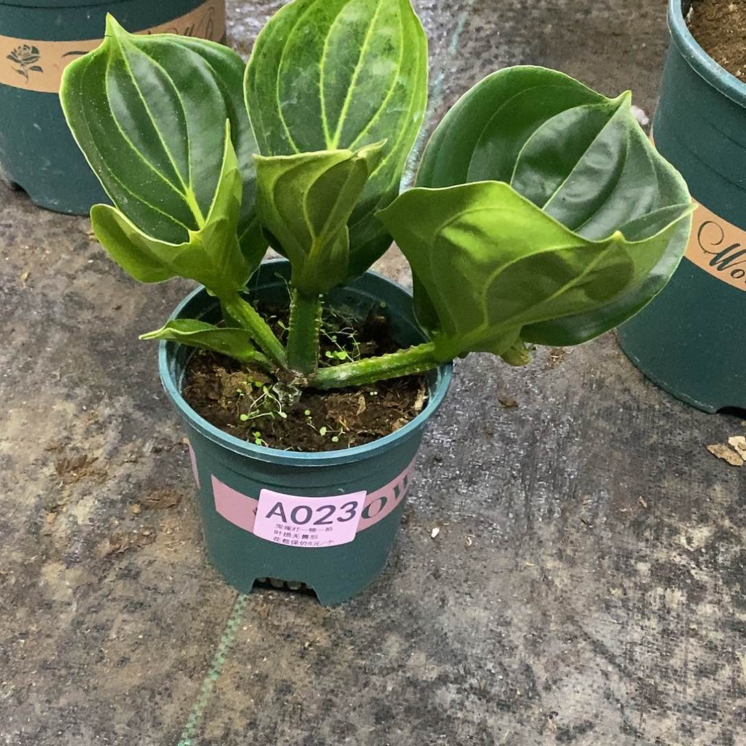 木本植物白***木本花卉023福利