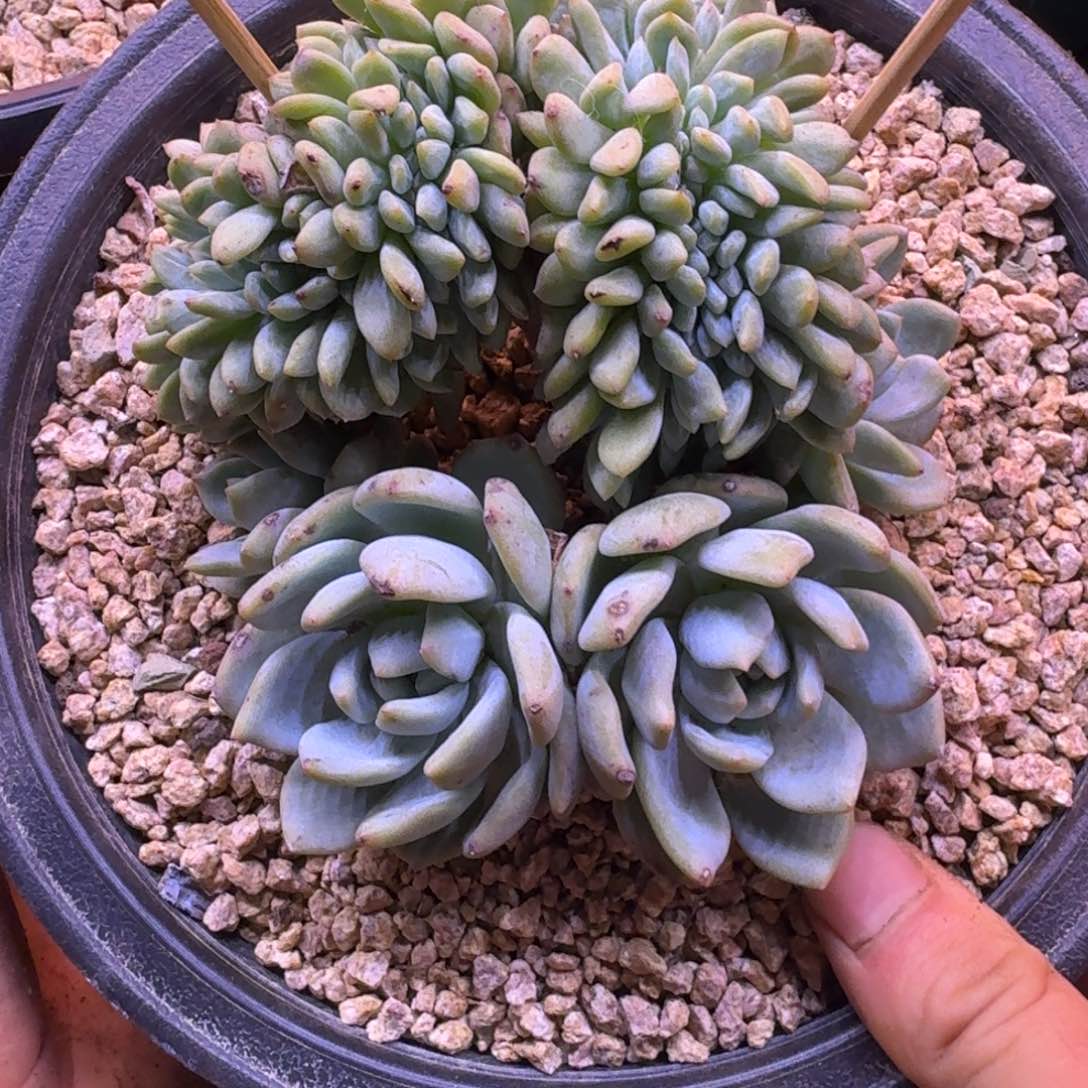 星影树缀无砍多肉