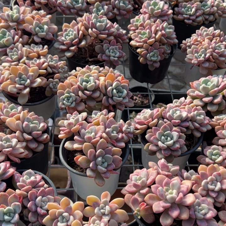 新疆包邮 花斑露