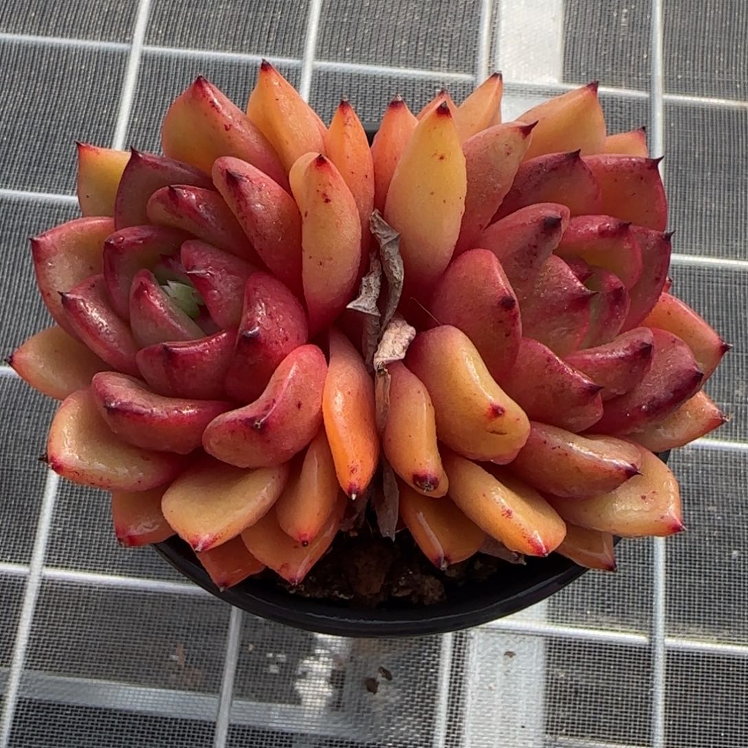 从前慢花园精选多肉韩版水晶珍妮